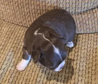 Benja, a female Chihuahua for sale in Tifton, GA – Photo 6 of 6