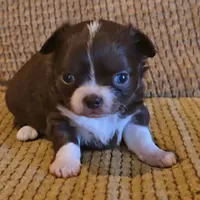 Benja, a female Chihuahua for sale in Tifton, GA – Photo 5 of 6