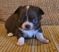 Benja, a female Chihuahua for sale in Tifton, GA – Photo 5 of 6