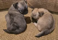 Ariana, a female Chihuahua for sale in Tifton, GA – 5 of 10