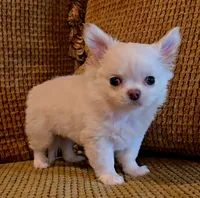 Dajavu, a female Chihuahua for sale in Tifton, GA – 9 of 10