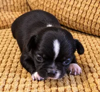 Caspian, a male Chihuahua for sale in Tifton, GA – 3 of 5
