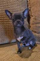 Enrika, a female Chihuahua for sale in Tifton, GA – 5 of 5