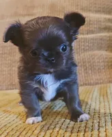 Aiden , a male Chihuahua for sale in Tifton, GA – 4 of 10