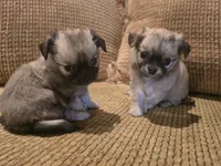 Arnold, a male Chihuahua for sale in Tifton, GA – 3 of 9