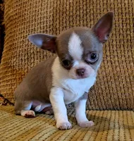 Ariella , a female Chihuahua for sale in Tifton, GA – 9 of 10