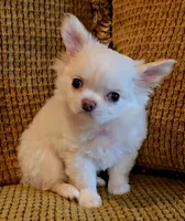 Dajavu, a female Chihuahua for sale in Tifton, GA – 3 of 10