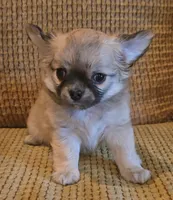 Arnold, a male Chihuahua for sale in Tifton, GA – 7 of 7