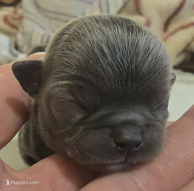 Aiden  – Chihuahua puppy for sale in Tifton, GA
