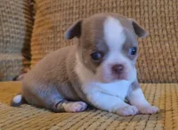 Ariella , a female Chihuahua for sale in Tifton, GA – 8 of 8