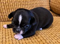 Caspian, a male Chihuahua for sale in Tifton, GA – 2 of 5