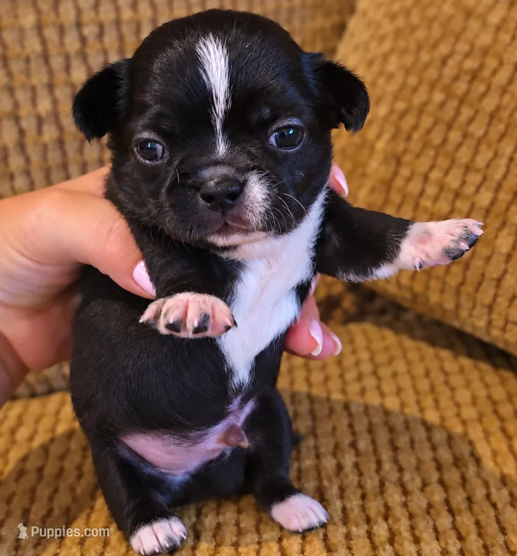 Caspian – Chihuahua puppy for sale in Tifton, GA