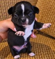 Caspian, a male Chihuahua for sale in Tifton, GA – 1 of 5