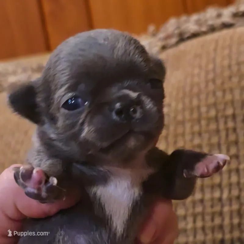  Apollo  – Chihuahua puppy for sale in Tifton, GA