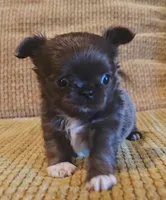 Aiden , a male Chihuahua for sale in Tifton, GA – 10 of 10