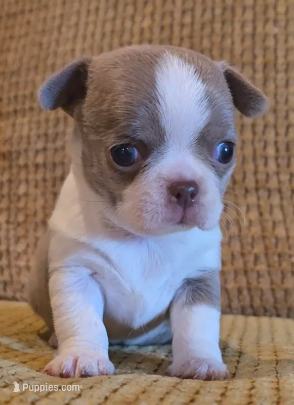 Ariella  – Chihuahua puppy for sale in Tifton, GA