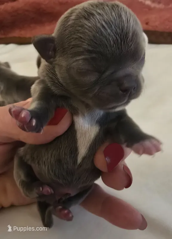  Apollo  – Chihuahua puppy for sale in Tifton, GA