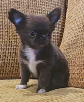 Aiden , a male Chihuahua for sale in Tifton, GA – 2 of 10