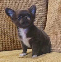 Aiden , a male Chihuahua for sale in Tifton, GA – 4 of 10