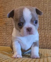Ariella , a female Chihuahua for sale in Tifton, GA – 7 of 8