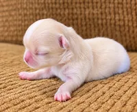 Enrika, a female Chihuahua for sale in Tifton, GA – 2 of 5