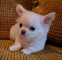 Dajavu, a female Chihuahua for sale in Tifton, GA – 5 of 10