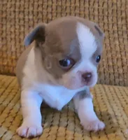 Ariella , a female Chihuahua for sale in Tifton, GA – 6 of 8