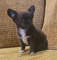 Aiden , a male Chihuahua for sale in Tifton, GA – 6 of 10