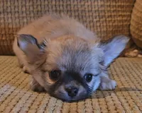 Arnold, a male Chihuahua for sale in Tifton, GA – 2 of 7