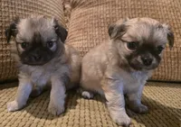 Ariana, a female Chihuahua for sale in Tifton, GA – 4 of 10