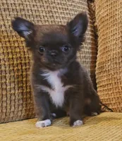 Aiden , a male Chihuahua for sale in Tifton, GA – 3 of 10
