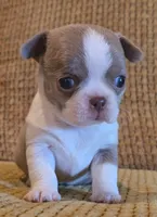 Ariella , a female Chihuahua for sale in Tifton, GA – 3 of 8