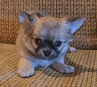 Arnold, a male Chihuahua for sale in Tifton, GA – 5 of 7