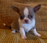 Ariella , a female Chihuahua for sale in Tifton, GA – 2 of 8