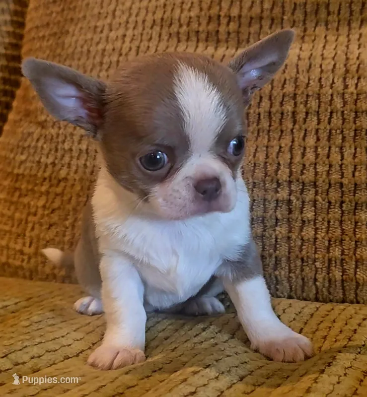 Ariella  – Chihuahua puppy for sale in Tifton, GA