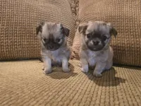 Arnold, a male Chihuahua for sale in Tifton, GA – 4 of 9