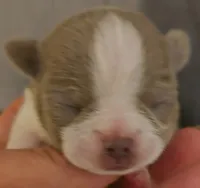 Ariella , a female Chihuahua for sale in Tifton, GA – 3 of 6