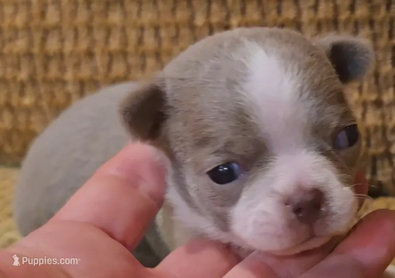 Ariella  – Chihuahua puppy for sale in Tifton, GA