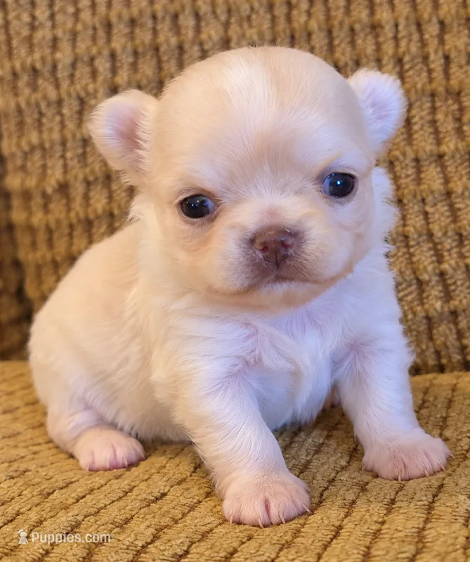 Enrika – Chihuahua puppy for sale in Tifton, GA