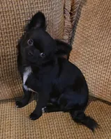 Caviar, a male Chihuahua for sale in Tifton, GA – 5 of 5