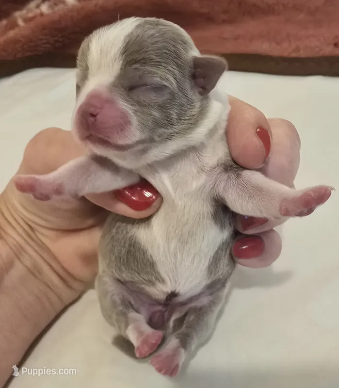 Ariella  – Chihuahua puppy for sale in Tifton, GA