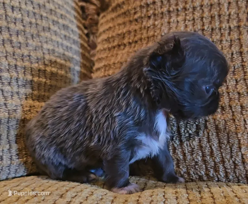 Aiden  – Chihuahua puppy for sale in Tifton, GA