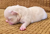 Enrika, a female Chihuahua for sale in Tifton, GA – 3 of 5