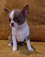 Ariella , a female Chihuahua for sale in Tifton, GA – 8 of 10