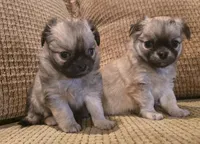 Ariana, a female Chihuahua for sale in Tifton, GA – 3 of 10