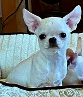 Caviar, a male Chihuahua for sale in Tifton, GA – 4 of 5