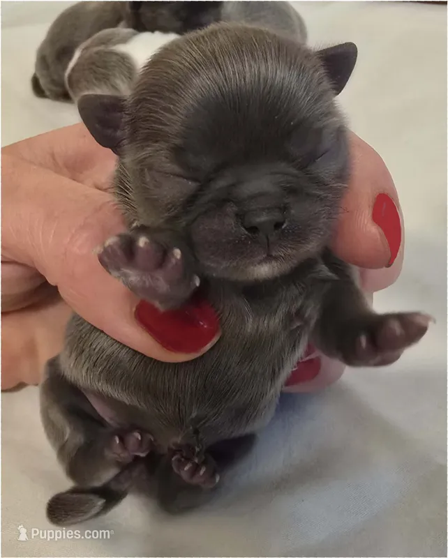 Arabella  – Chihuahua puppy for sale in Tifton, GA