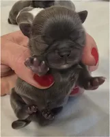 Arabella , a female Chihuahua for sale in Tifton, GA – 1 of 2
