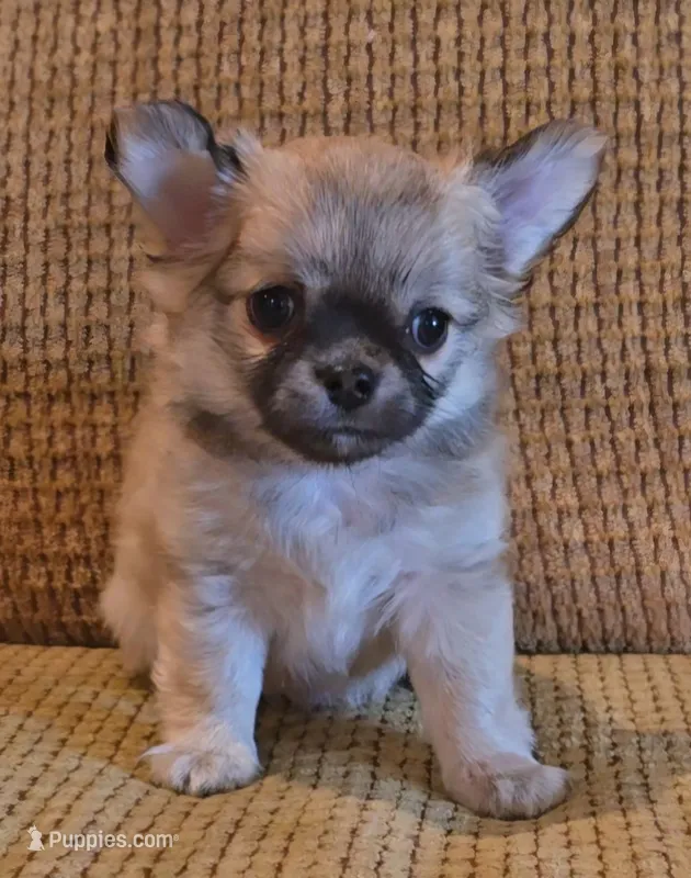 Arnold – Chihuahua puppy for sale in Tifton, GA