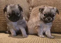 Arnold, a male Chihuahua for sale in Tifton, GA – 8 of 9